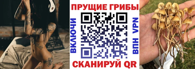 площадка телеграм  Поронайск  Псилоцибиновые грибы Cubensis 